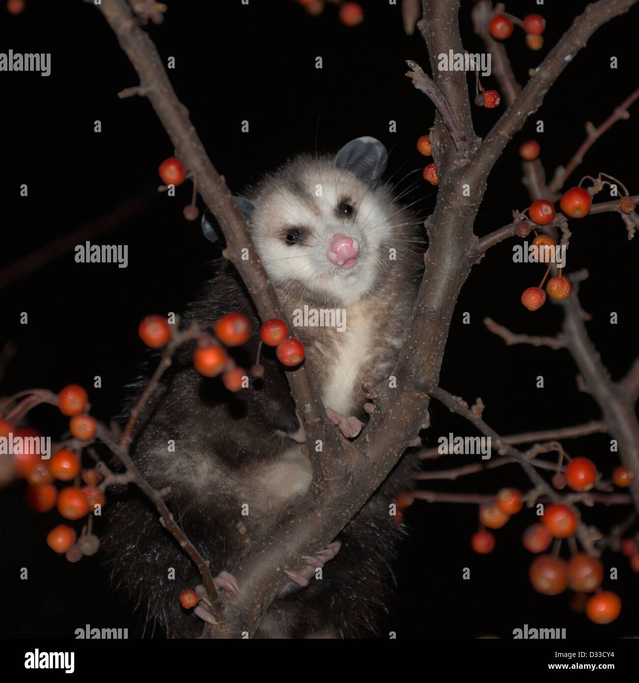 Virginia Apossum, altrimenti noto come North American Apossum, Ddidelphis viginiana. Mangiare crabapples da un albero di notte. Oklahoma, Stati Uniti d'America. Foto Stock