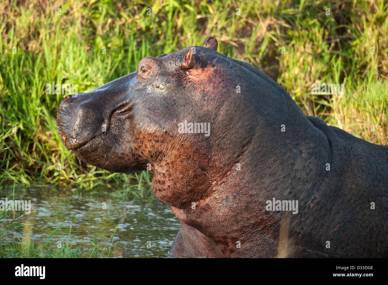 Ippopotamo (Hippopotamus amphibius), il Masai Mara riserva nazionale, Kenya Foto Stock