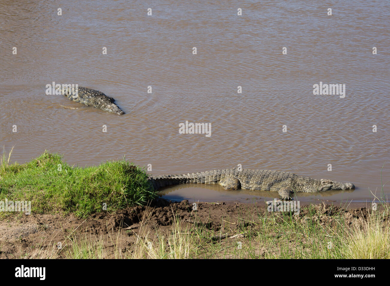 Coccodrilli del Nilo nel fiume di Mara, Crocodylus niloticus, il Masai Mara riserva nazionale, Kenya Foto Stock