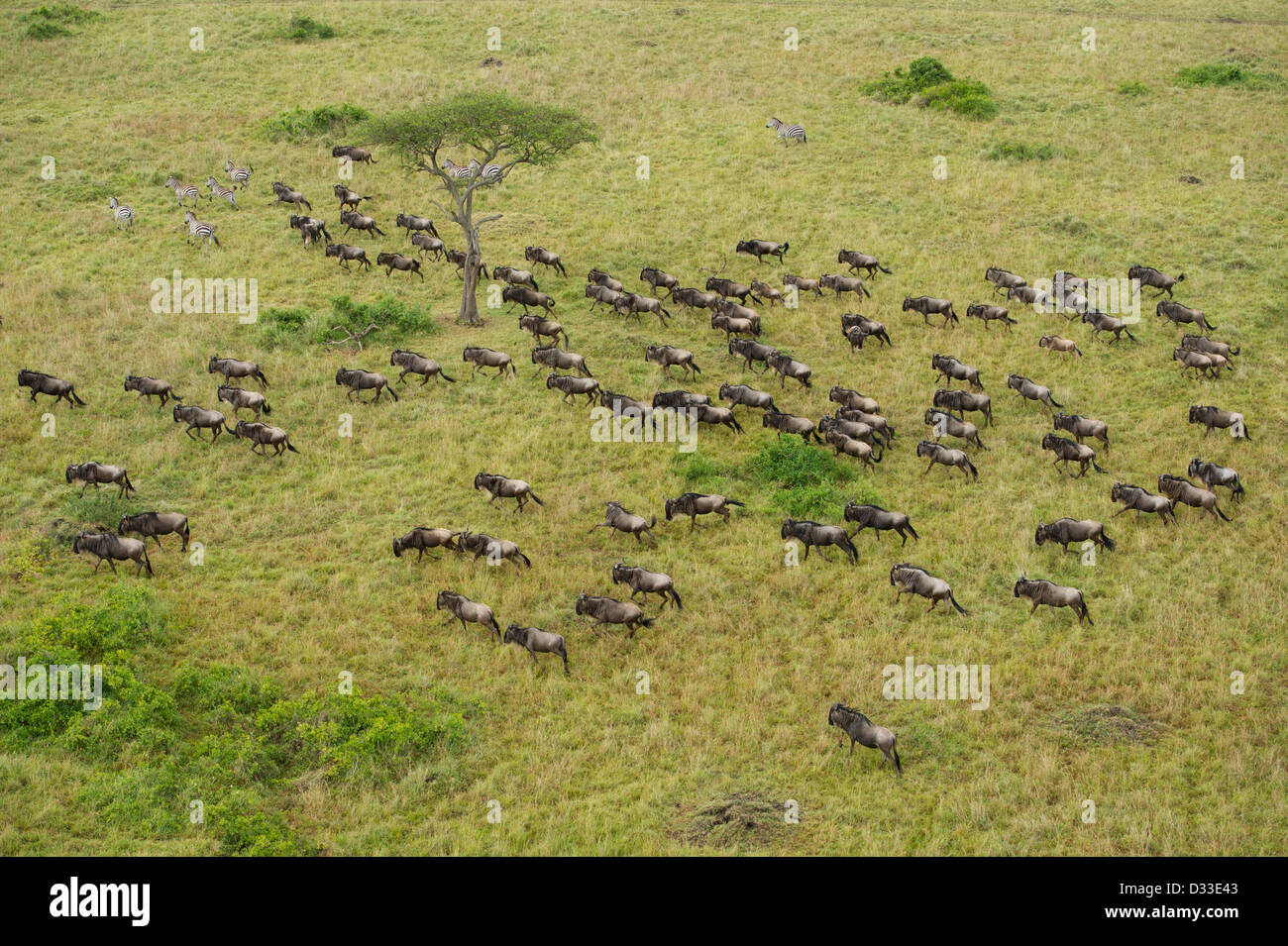 Blue GNU (Connochaetes taurinus) migrazione visto da una mongolfiera, il Masai Mara riserva nazionale, Kenya Foto Stock