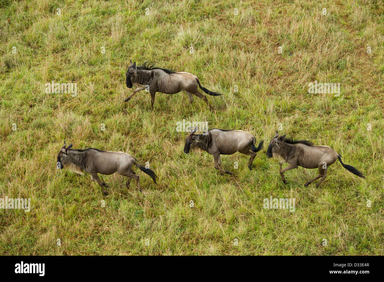 Blue GNU (Connochaetes taurinus) migrazione visto da una mongolfiera, il Masai Mara riserva nazionale, Kenya Foto Stock