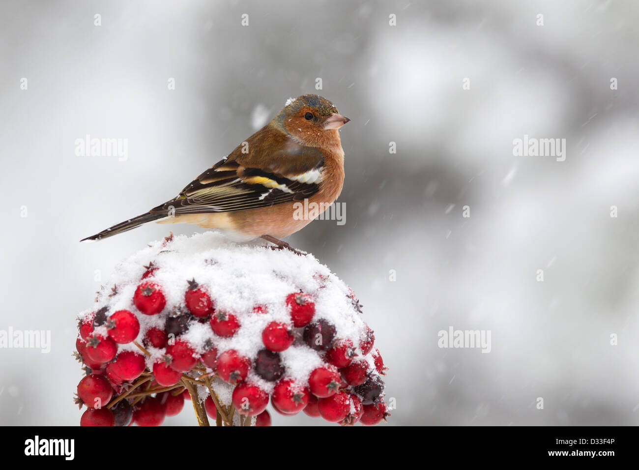 Fringuello maschio su bacche rosse nella neve Foto Stock