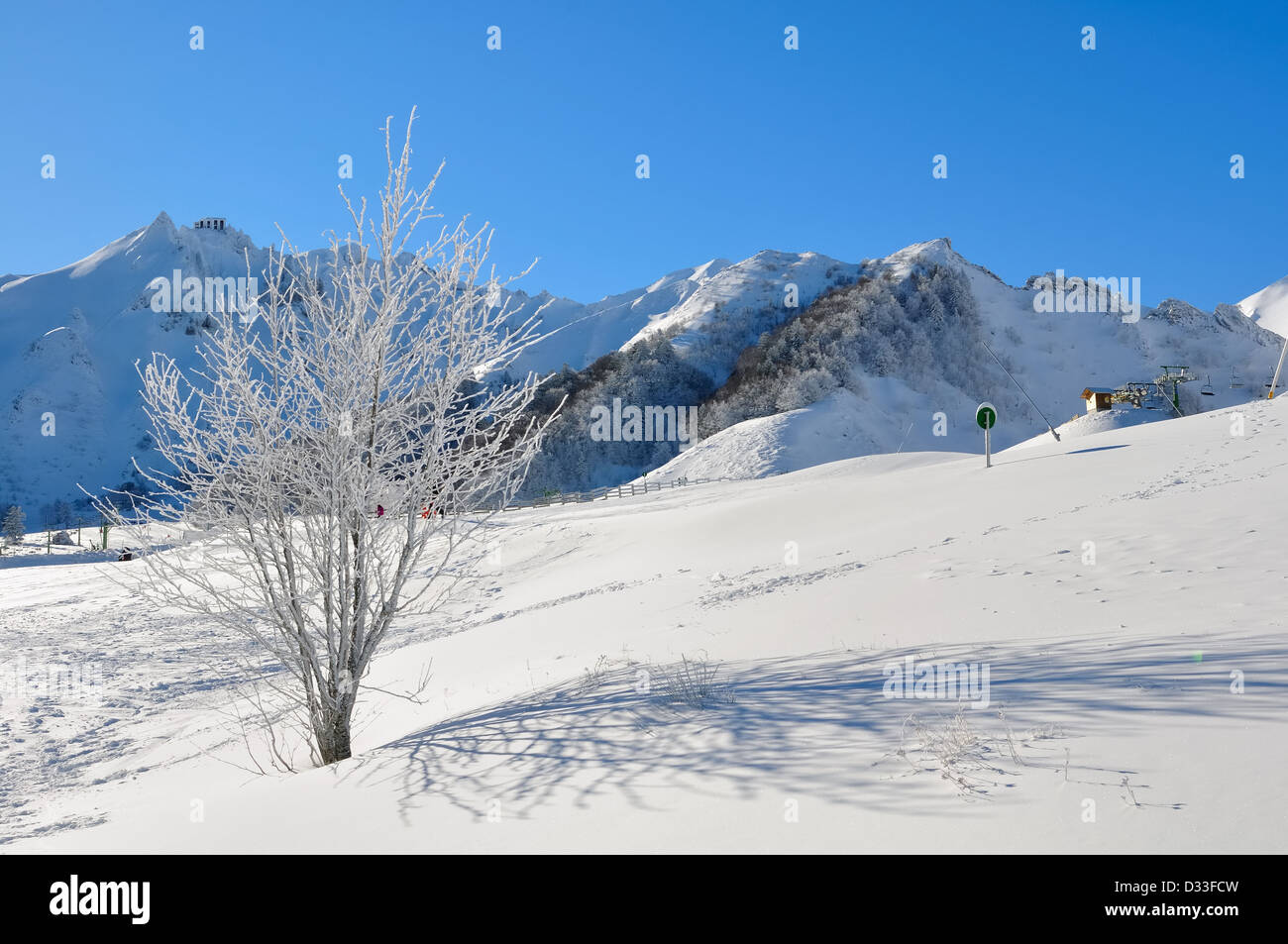 Arbusto coperte di neve per una pista da sci Foto Stock