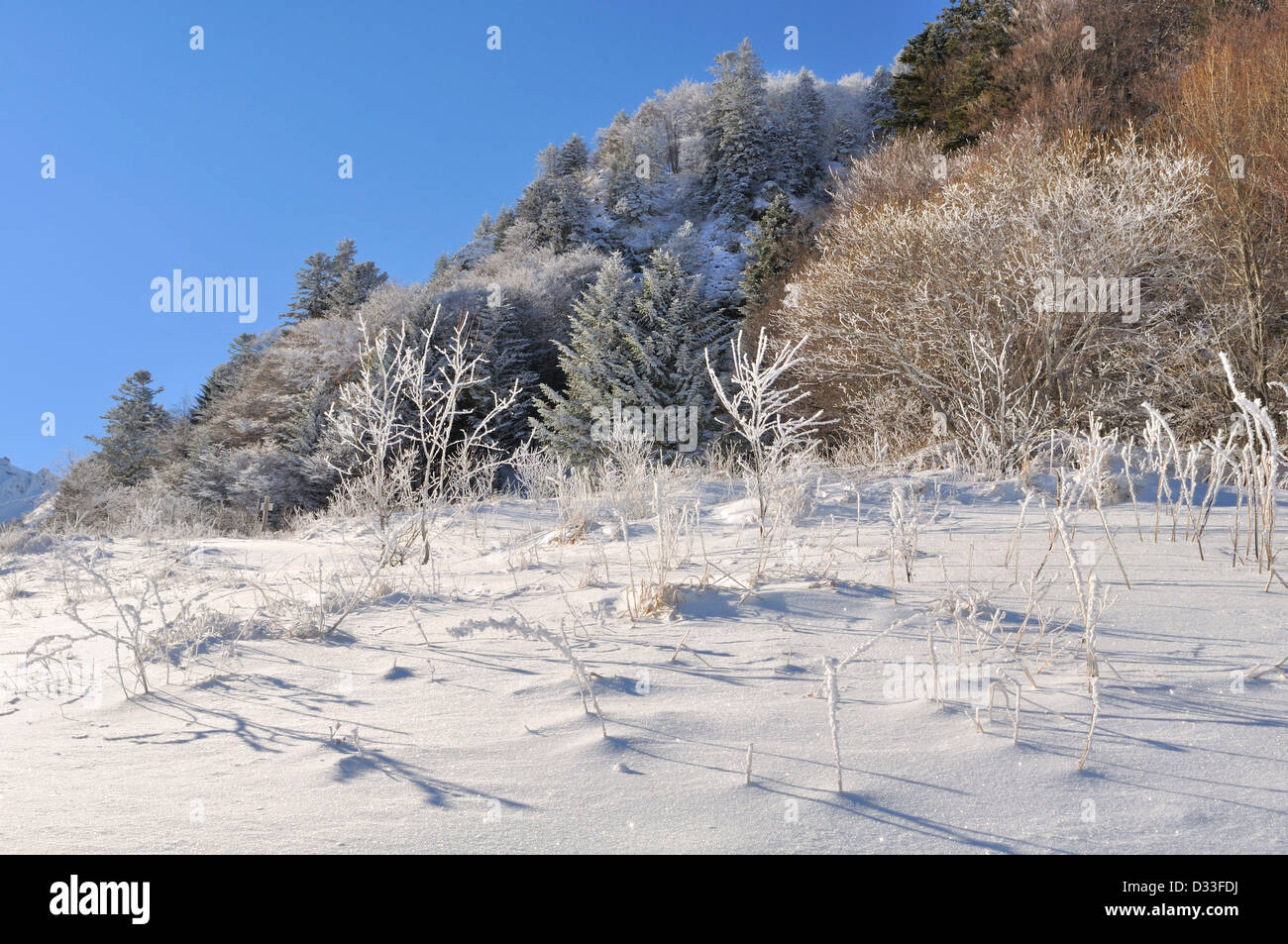 La neve che ricopre la vegetazione montana sotto un bel cielo blu Foto Stock