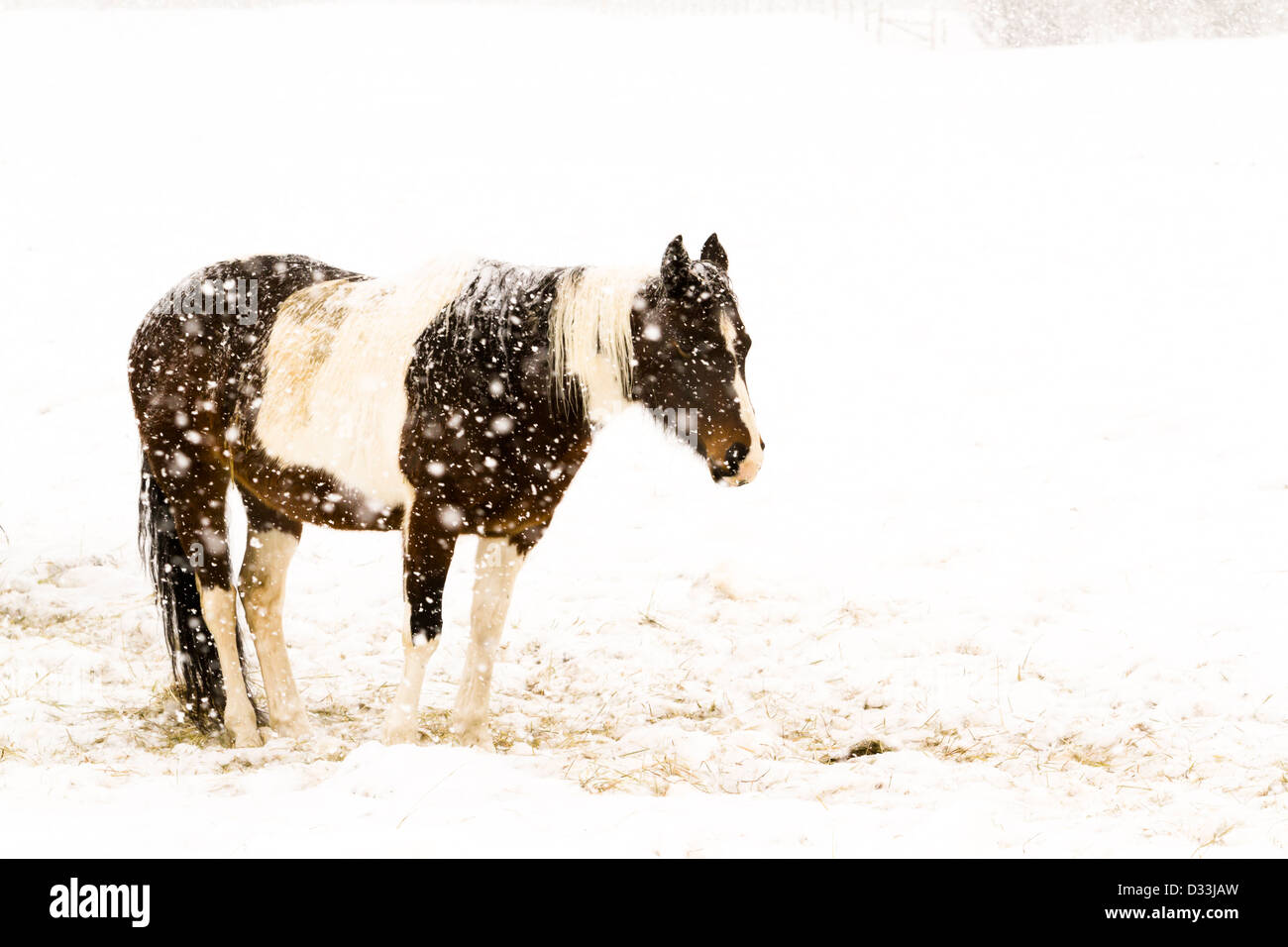 Cavallo nel campo durante la tempesta di neve. Foto Stock