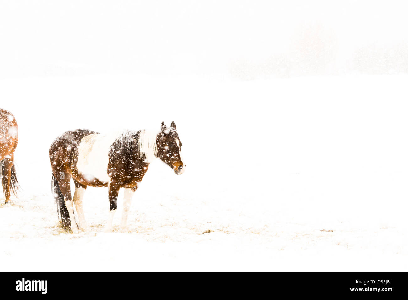Cavallo nel campo durante la tempesta di neve. Foto Stock