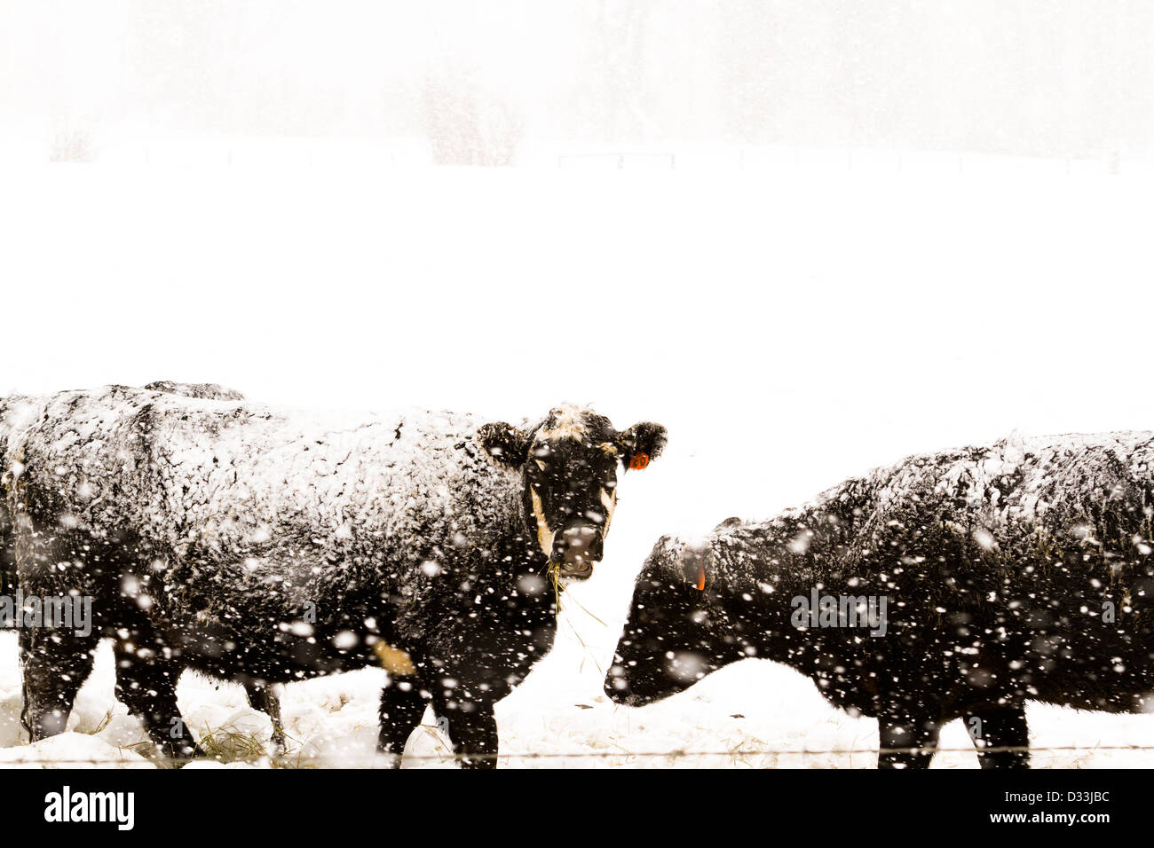 Bestiame nel campo durante la tempesta di neve. Foto Stock