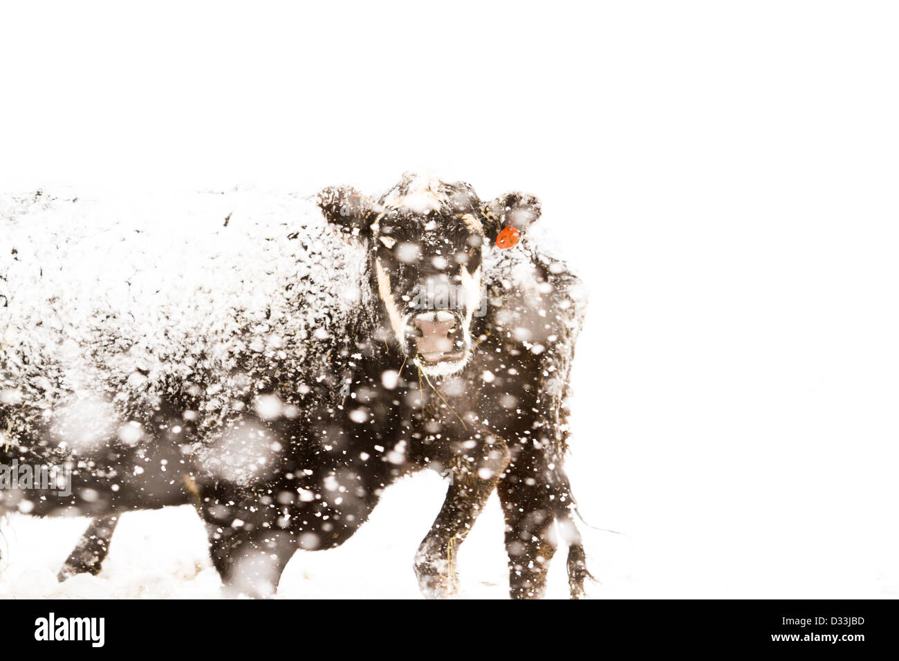 Bestiame nel campo durante la tempesta di neve. Foto Stock