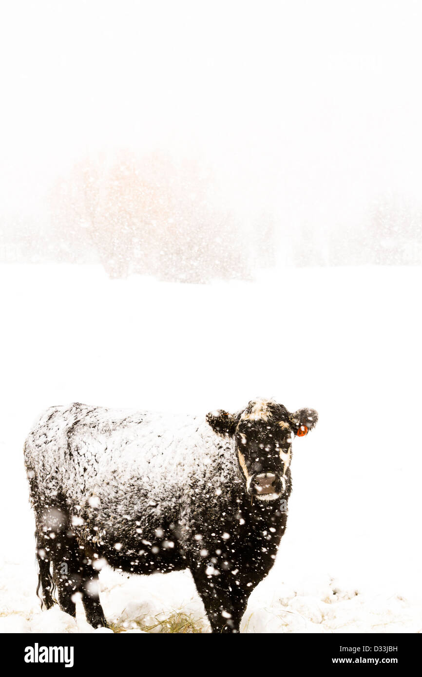 Bestiame nel campo durante la tempesta di neve. Foto Stock