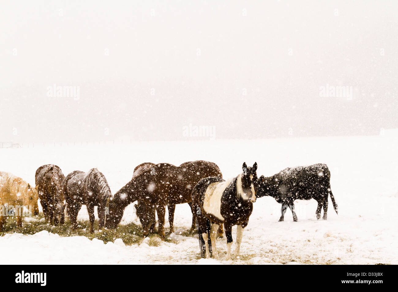 Bestiame nel campo durante la tempesta di neve. Foto Stock