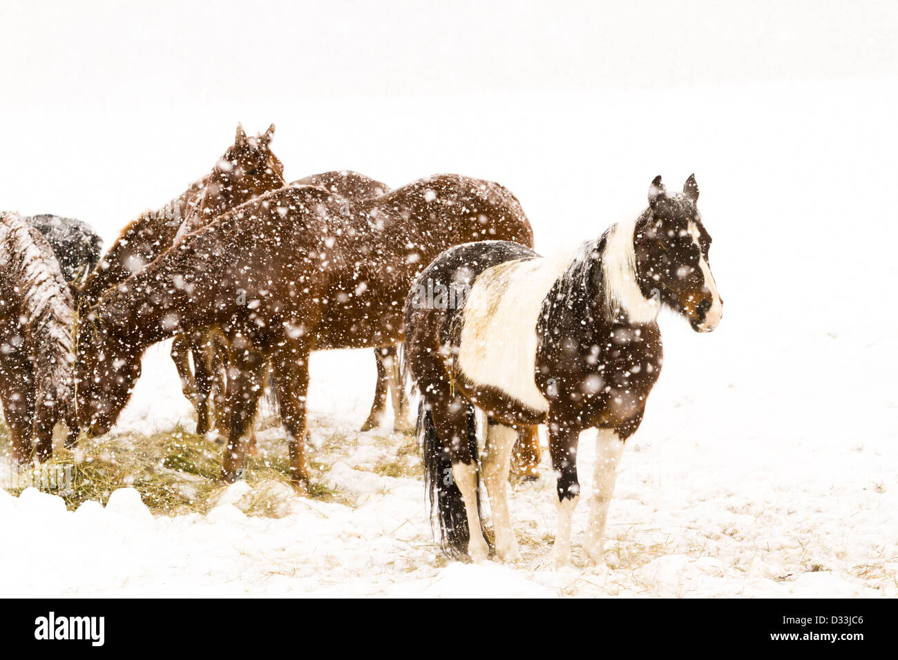 Bestiame nel campo durante la tempesta di neve. Foto Stock