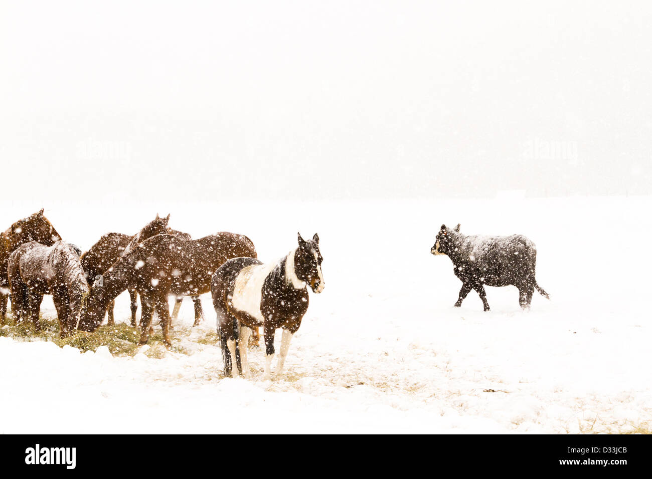 Bestiame nel campo durante la tempesta di neve. Foto Stock