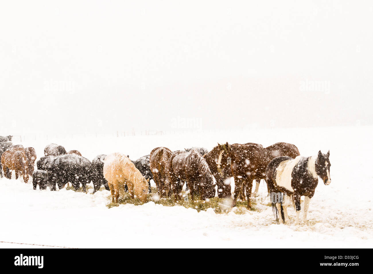 Bestiame nel campo durante la tempesta di neve. Foto Stock