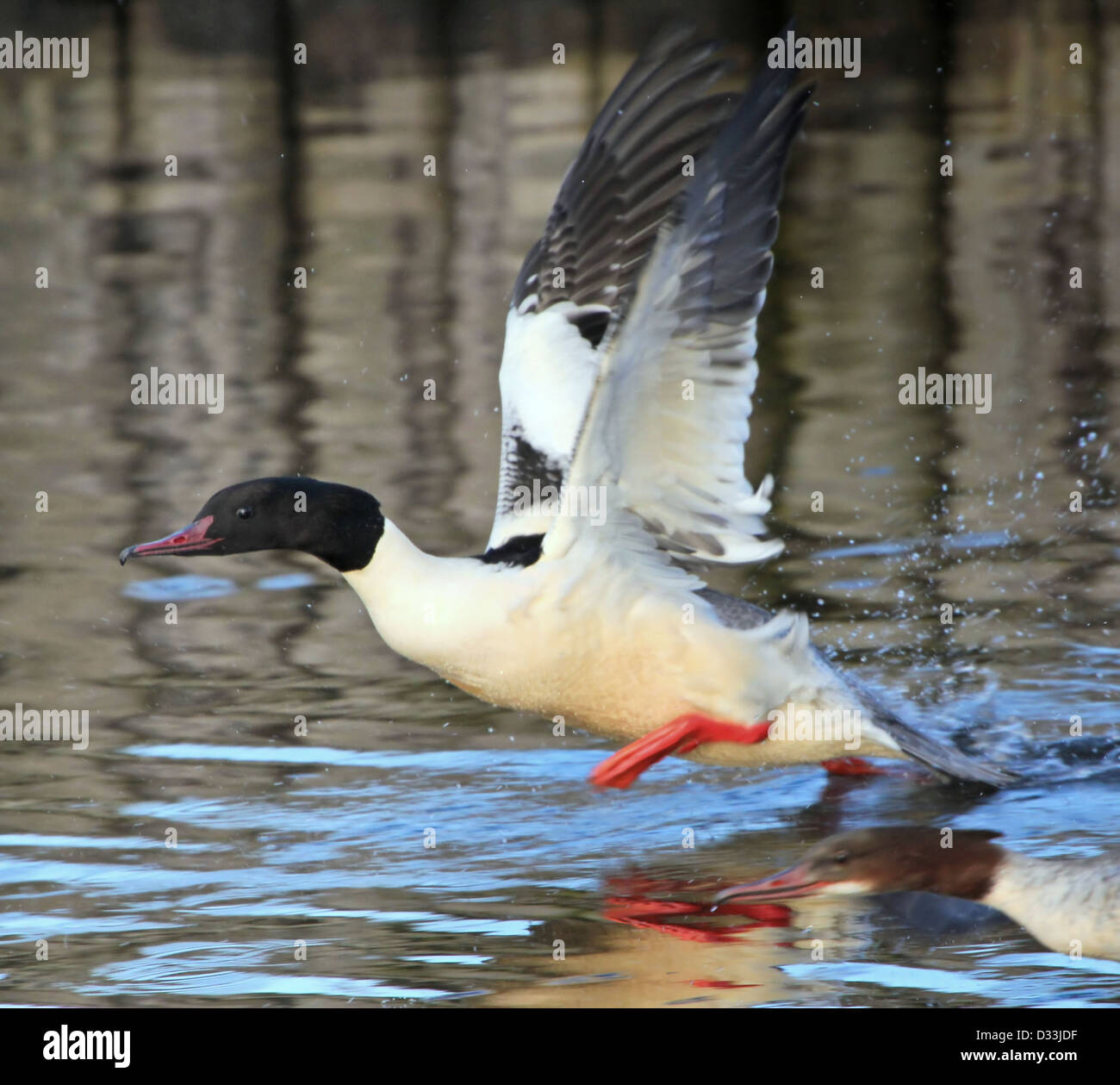 Comune di sesso maschile (Merganser Mergus merganser, a.k.a smergo maggiore) prendendo il largo in volo Foto Stock