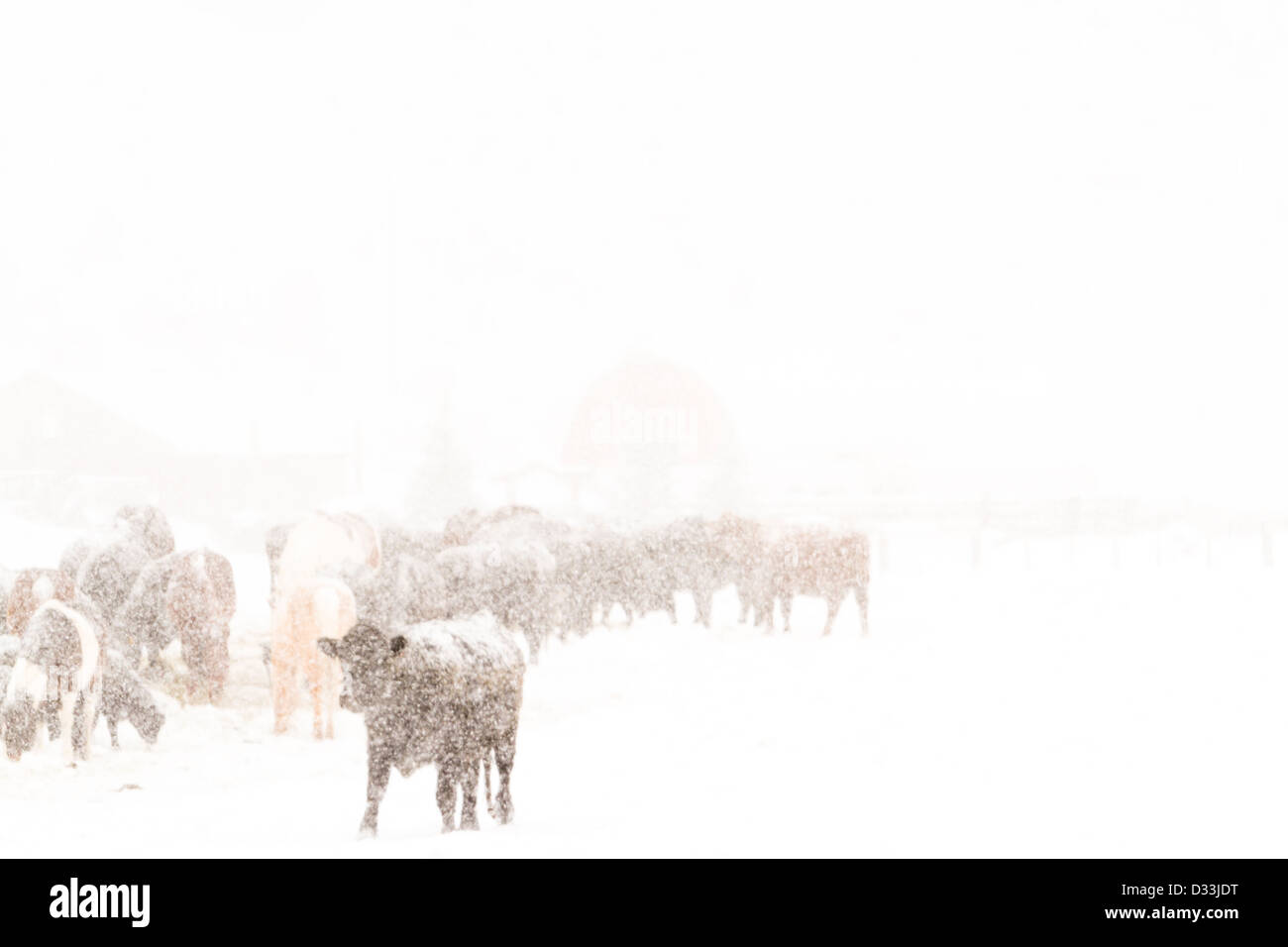 Bestiame nel campo durante la tempesta di neve. Foto Stock