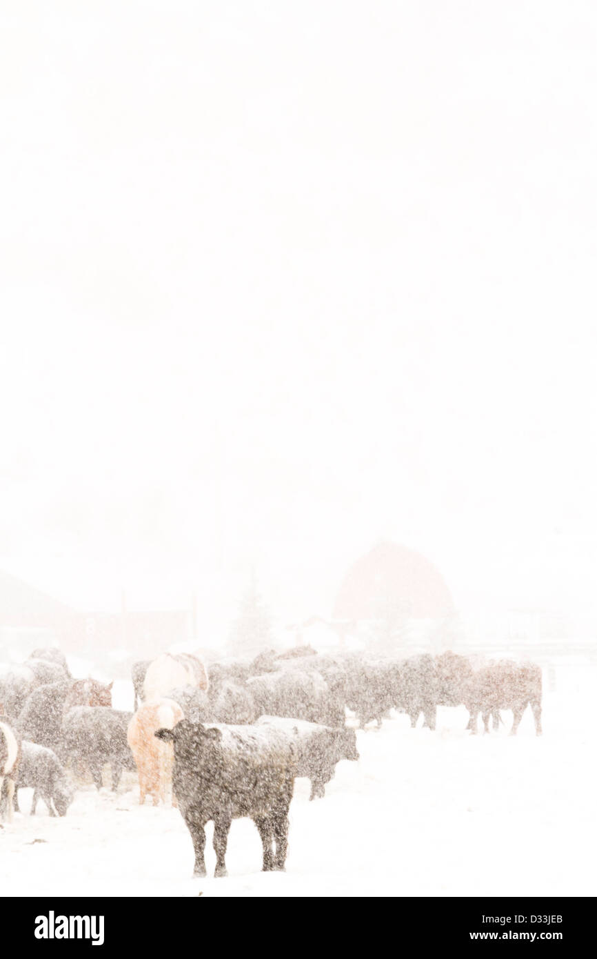 Bestiame nel campo durante la tempesta di neve. Foto Stock