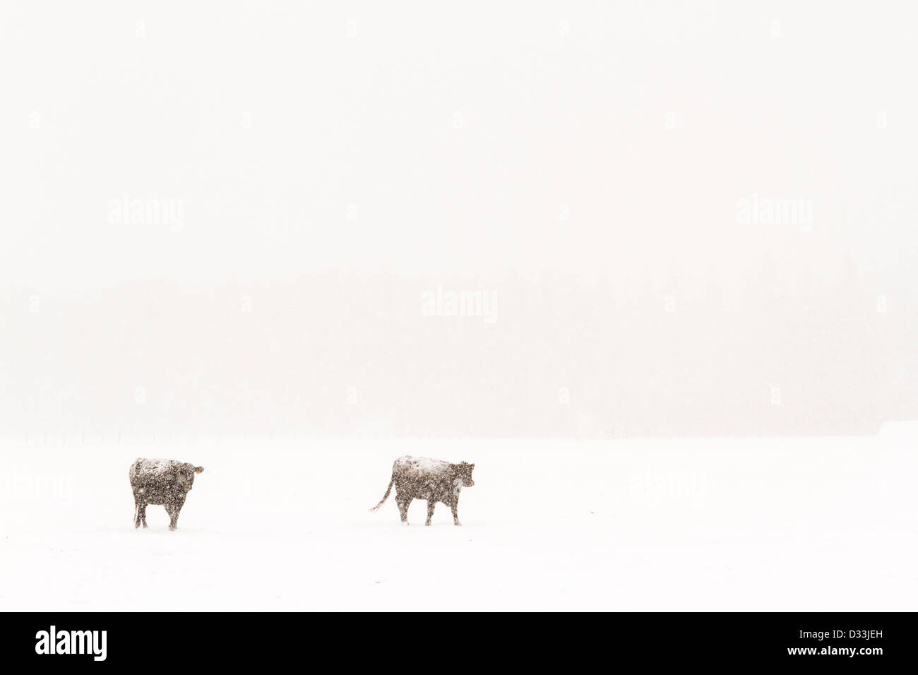 Bestiame nel campo durante la tempesta di neve. Foto Stock