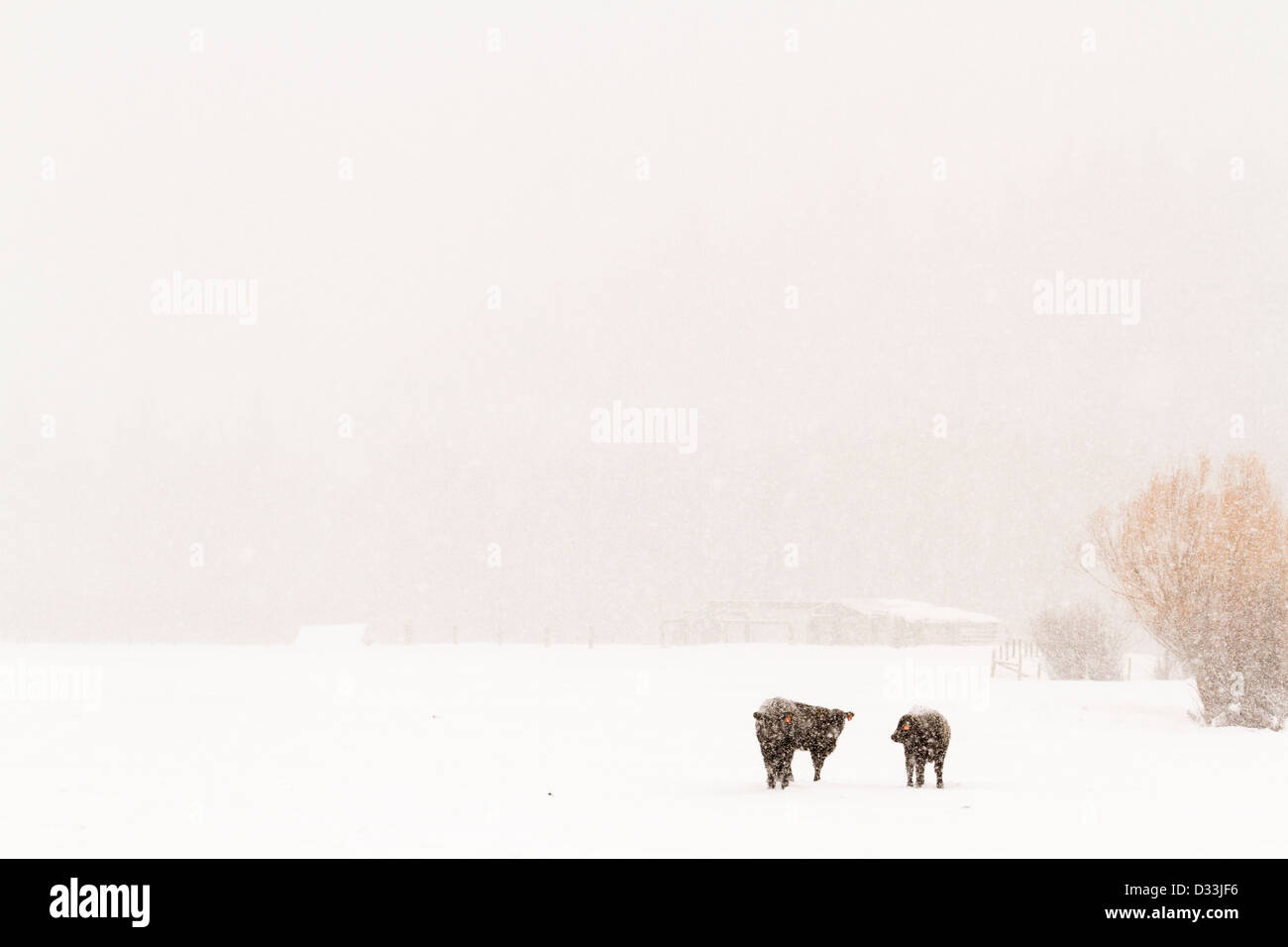 Bestiame nel campo durante la tempesta di neve. Foto Stock