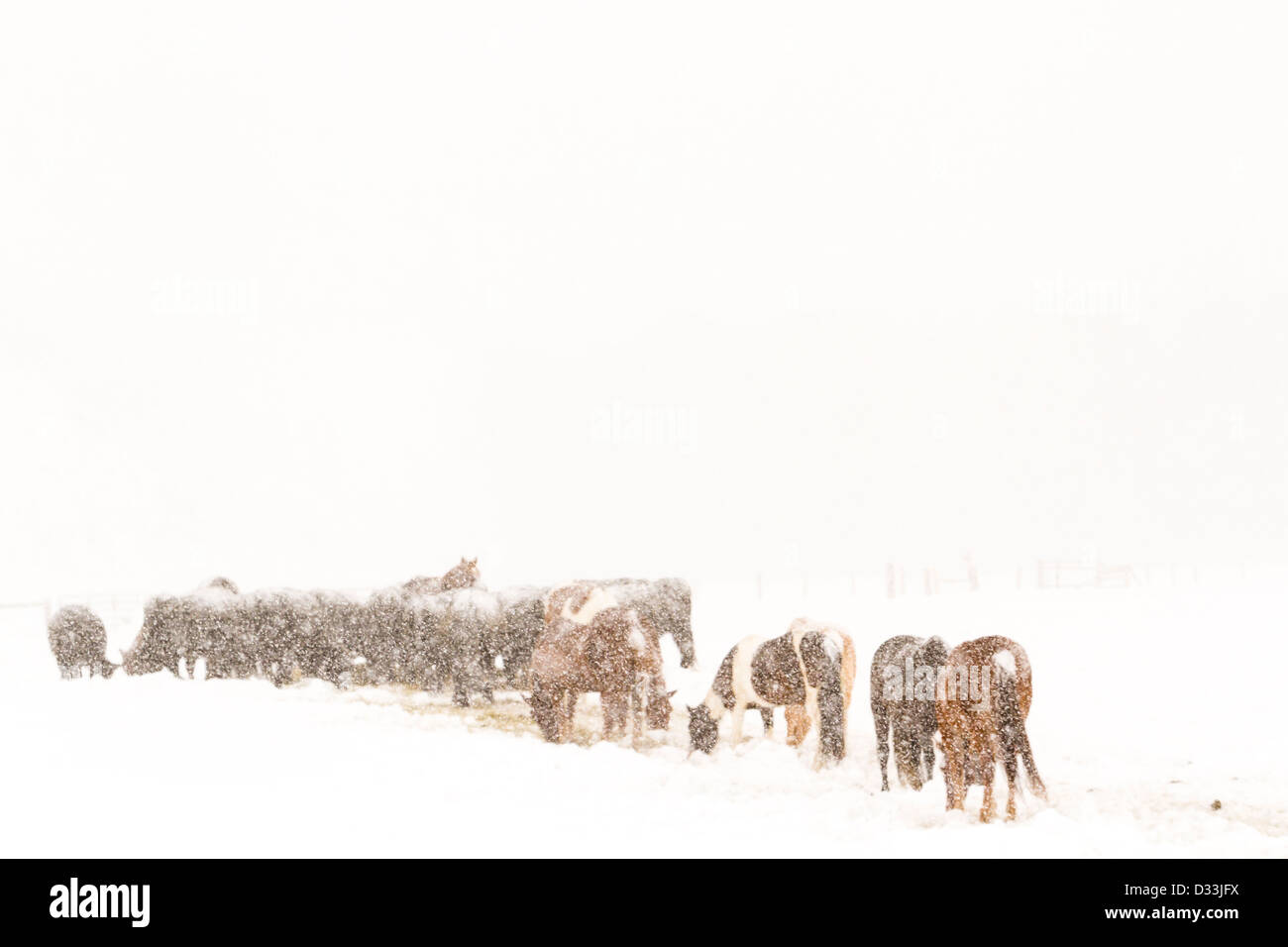 Bestiame nel campo durante la tempesta di neve. Foto Stock