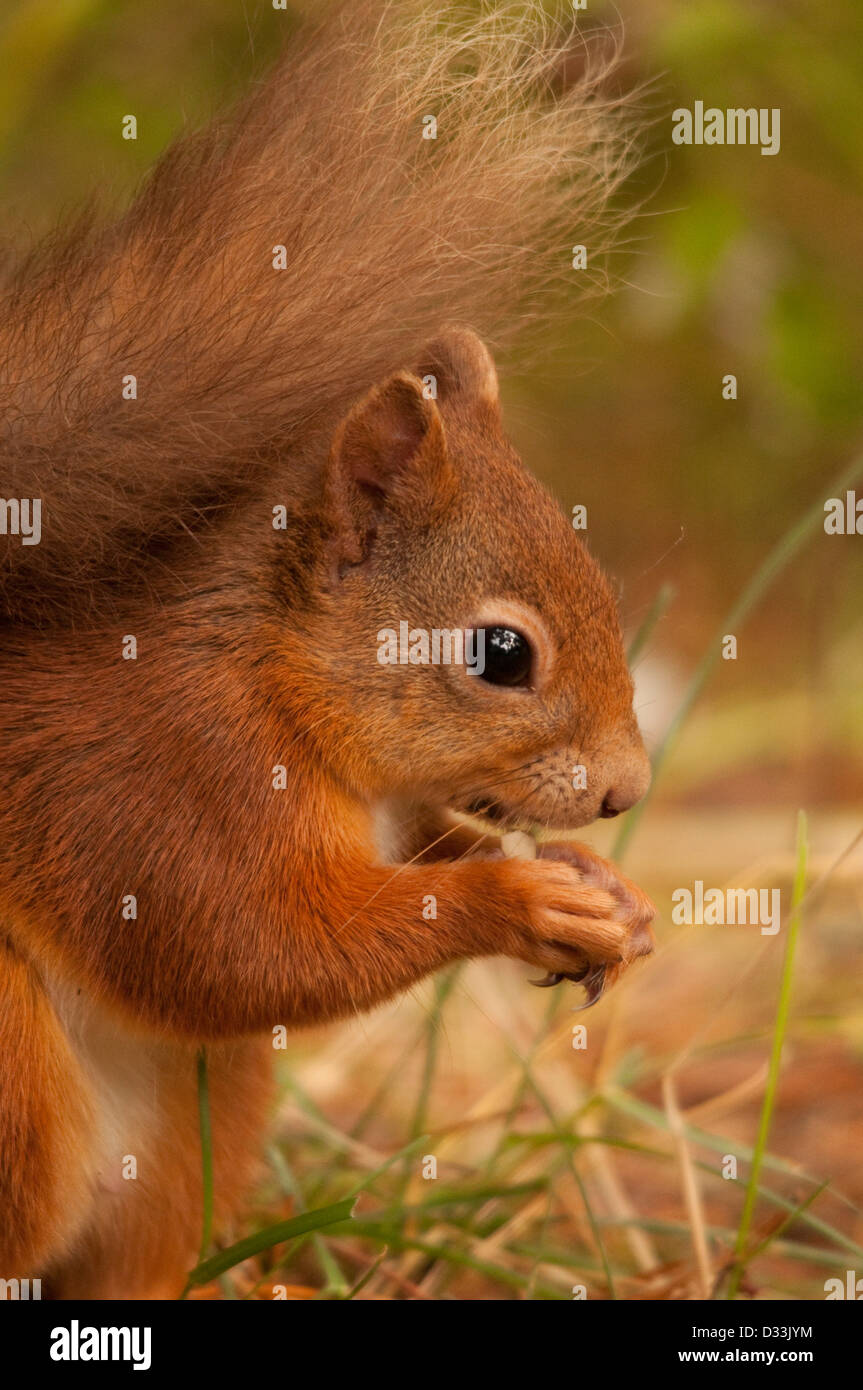 Scoiattolo rosso alimentazione su un dado Foto Stock