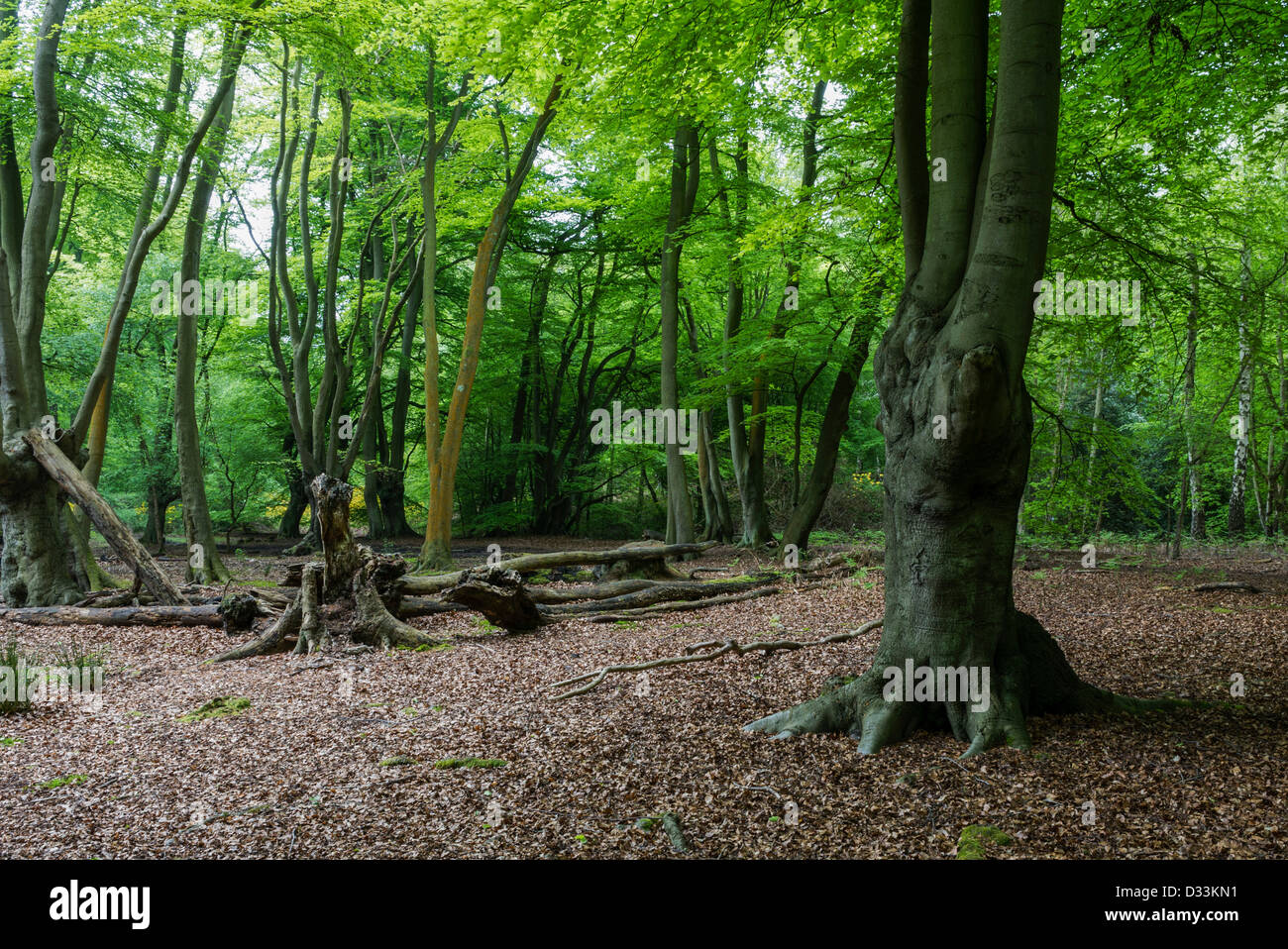 La Foresta di Epping, England, Regno Unito Foto Stock