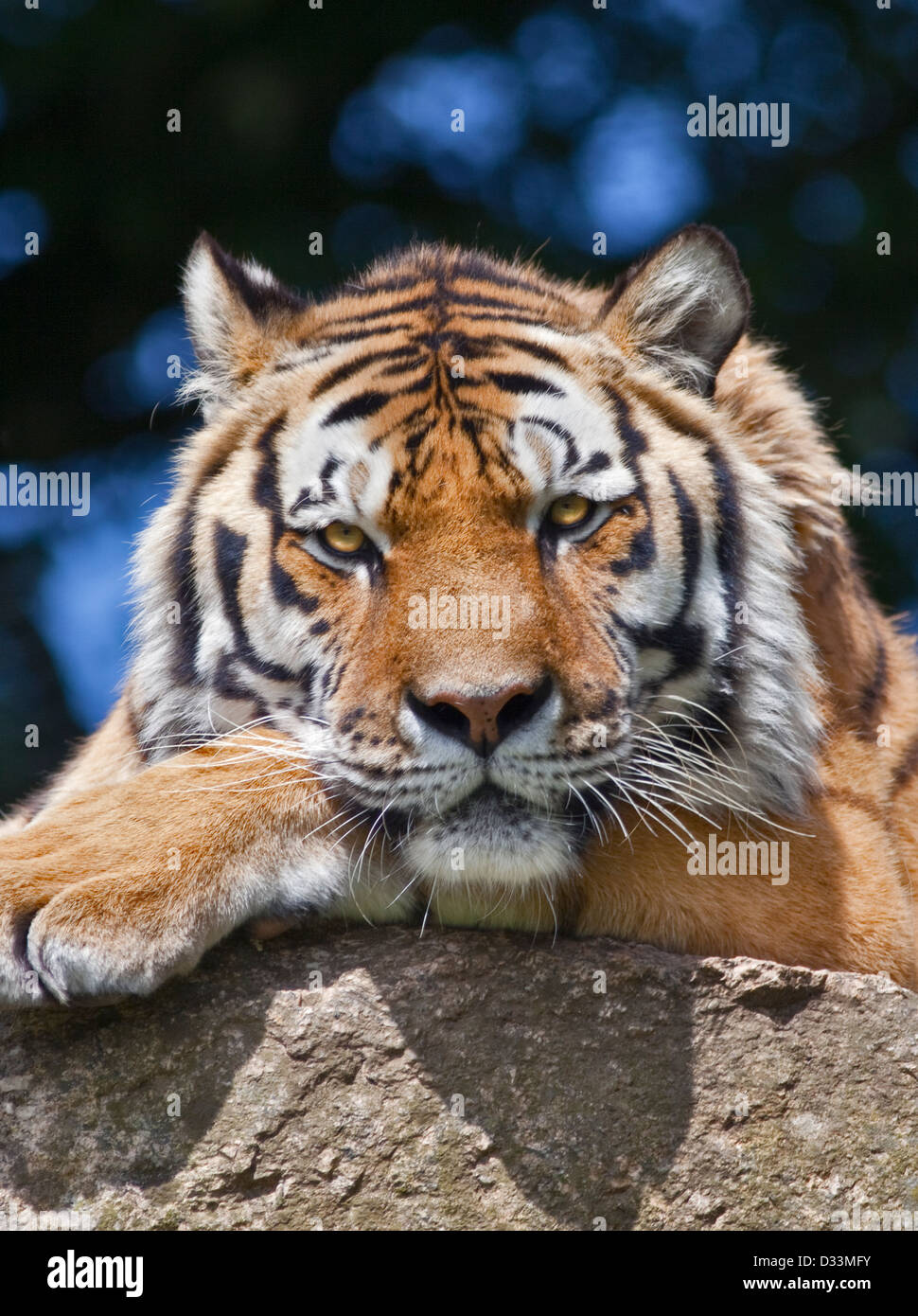 Tigre di Amur/tigre siberiana (panthera tigris altaica) Foto Stock