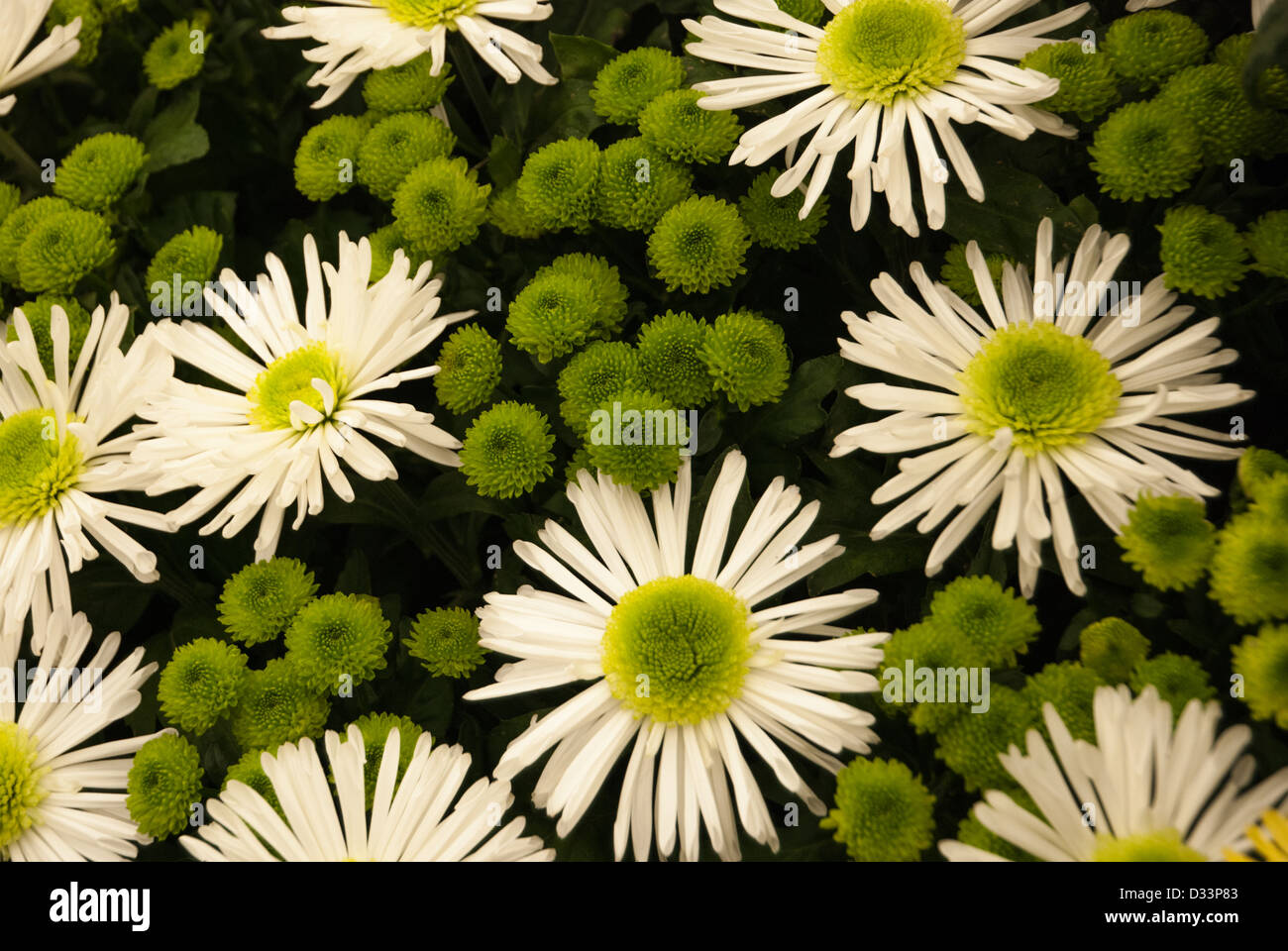 Verde e bianco crisantemo Foto Stock