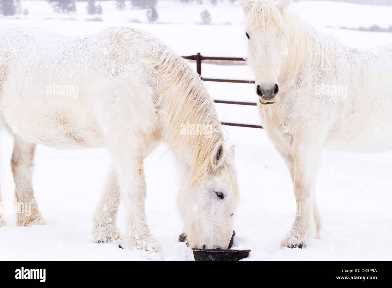 I cavalli bianchi di neve sulla fattoria in Colorado. Foto Stock