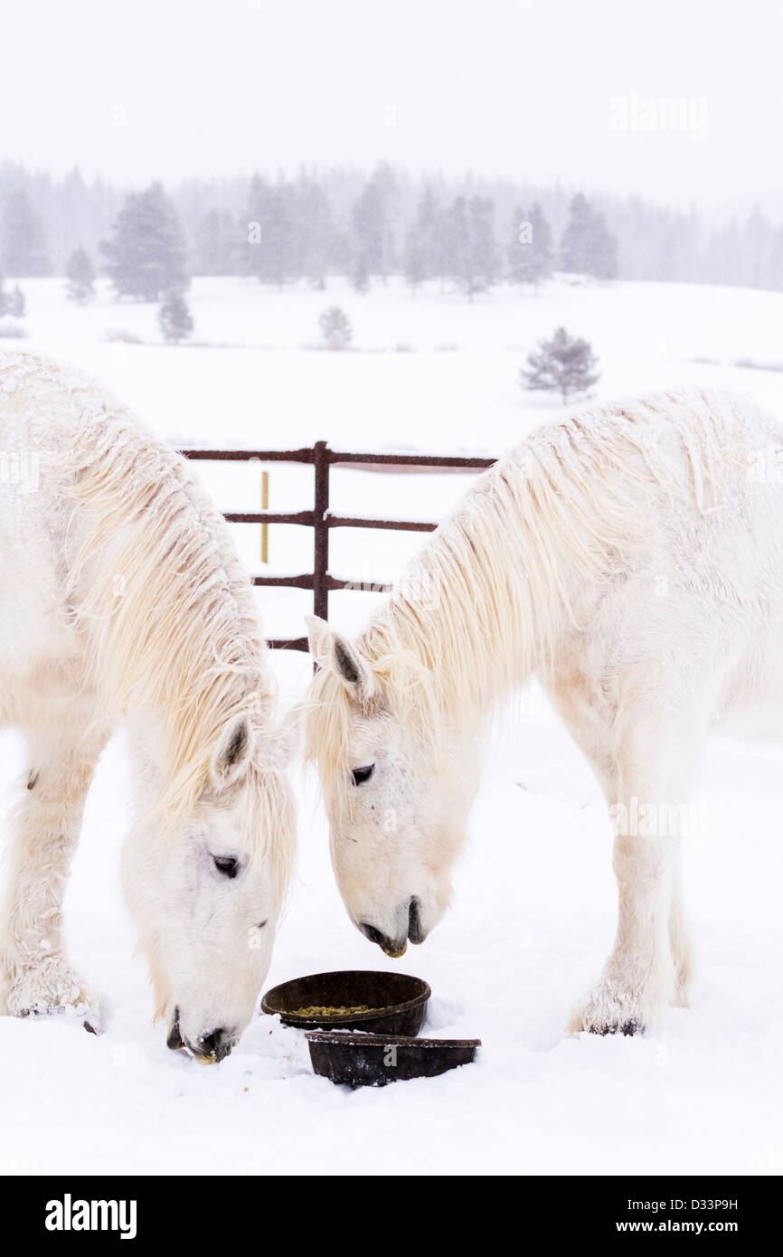I cavalli bianchi di neve sulla fattoria in Colorado. Foto Stock