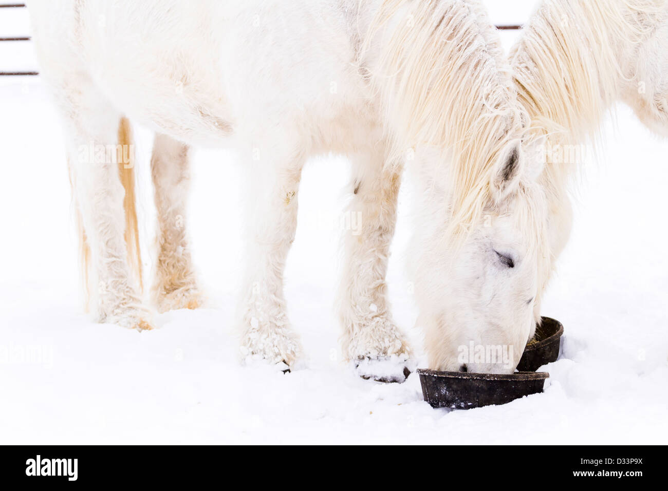 I cavalli bianchi di neve sulla fattoria in Colorado. Foto Stock