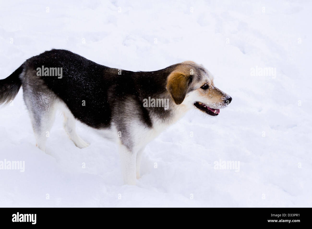 Un giovane cane giocare nella neve. Foto Stock