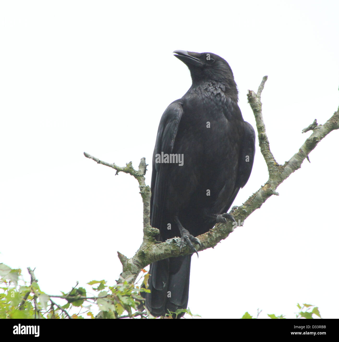 Dettagliate fino in prossimità di un nero carrion crow (Corvus Corone) in una struttura ad albero Foto Stock