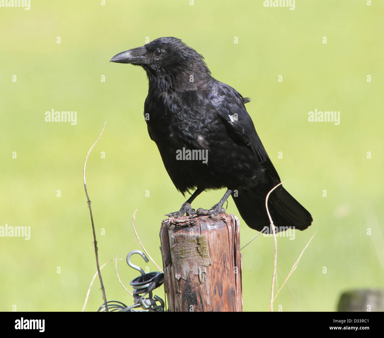 Dettagliate fino in prossimità di un nero carrion crow (Corvus Corone) in posa su un palo Foto Stock