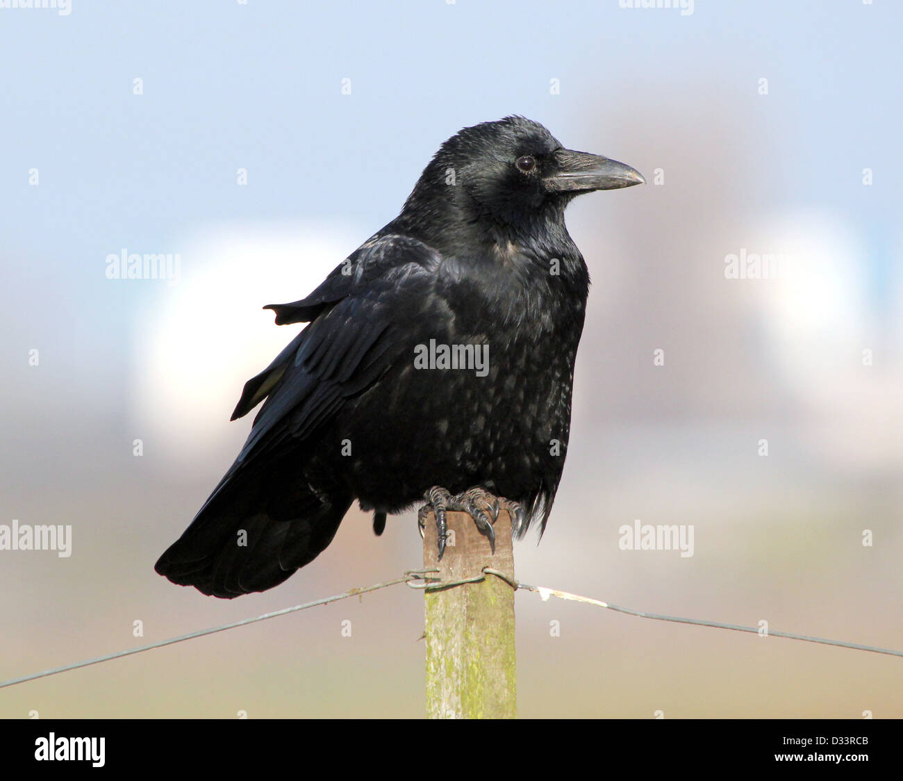 Dettagliate fino in prossimità di un nero carrion crow (Corvus Corone) in posa su un palo Foto Stock