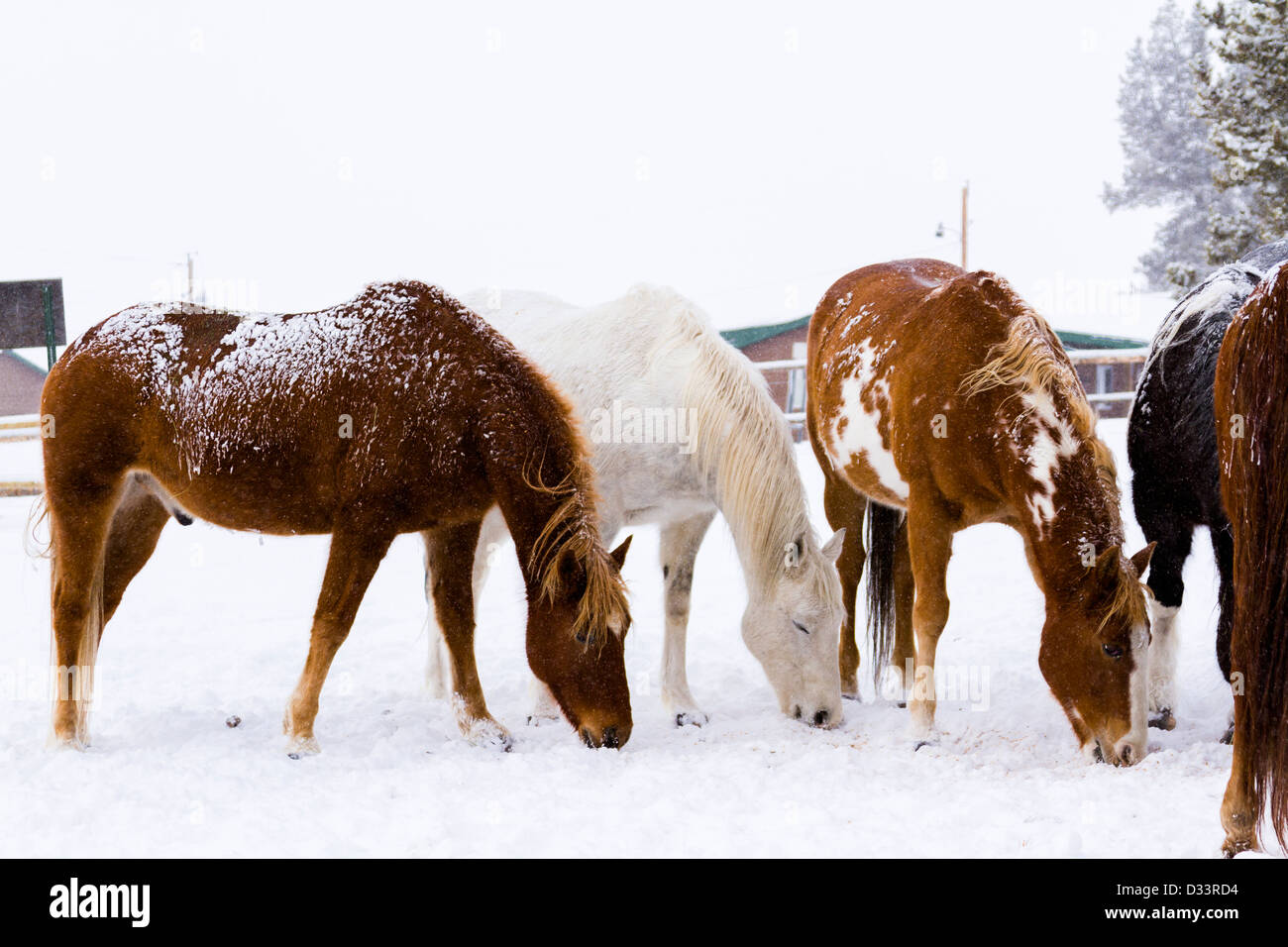 I cavalli nella neve su una piccola fattoria in Colorado. Foto Stock
