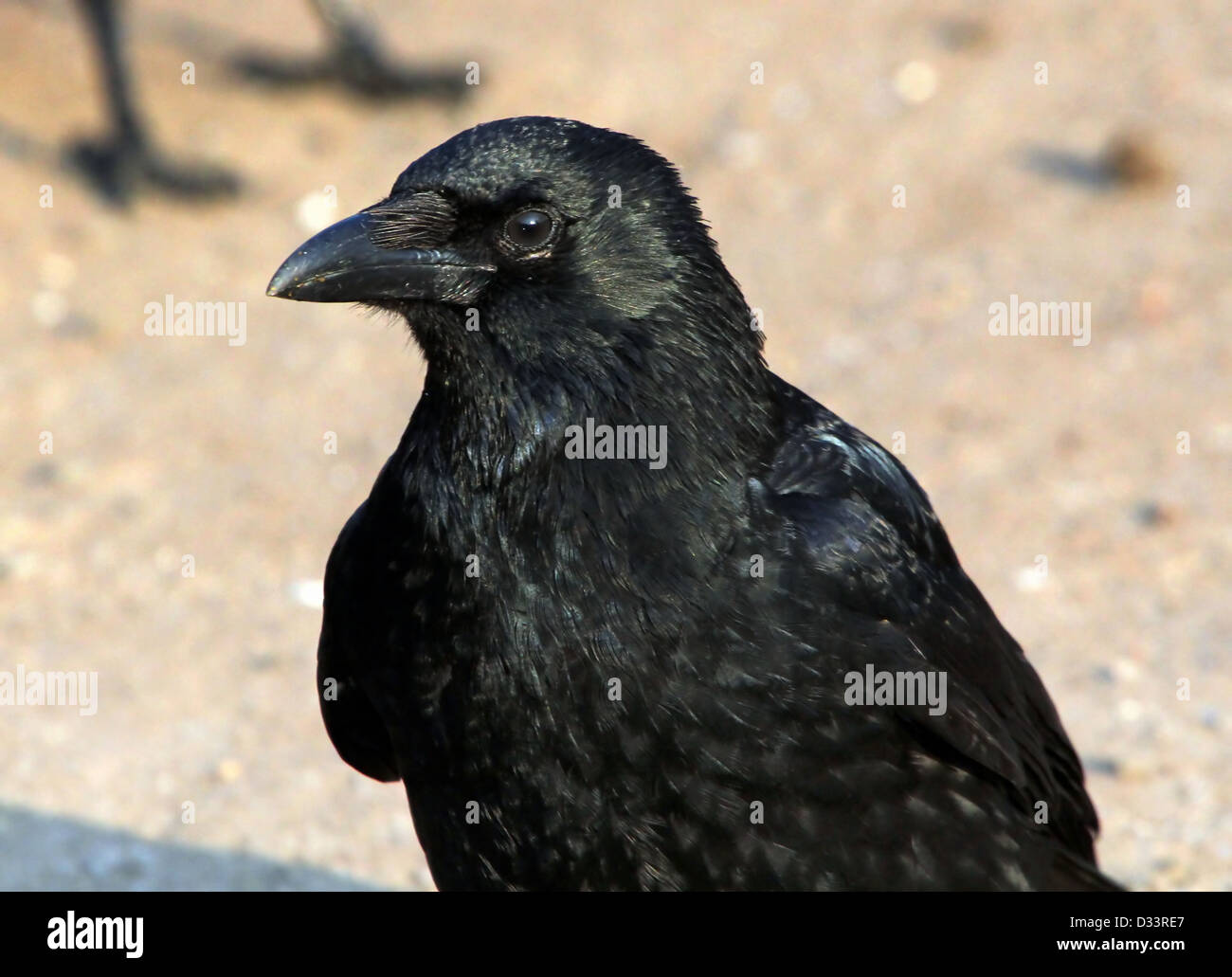 Dettagliate fino in prossimità di un nero carrion crow (Corvus Corone) Foto Stock