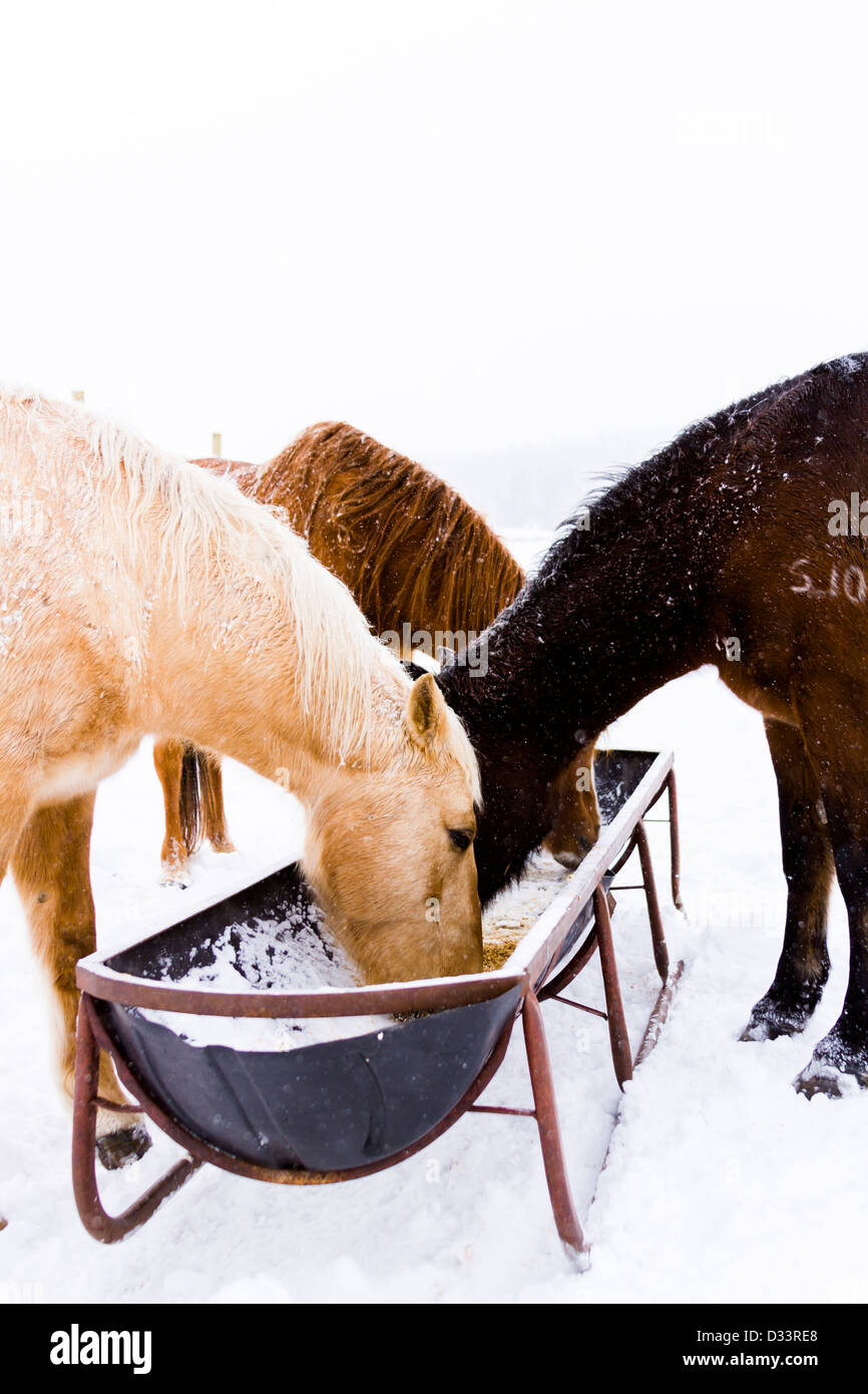I cavalli nella neve su una piccola fattoria in Colorado. Foto Stock