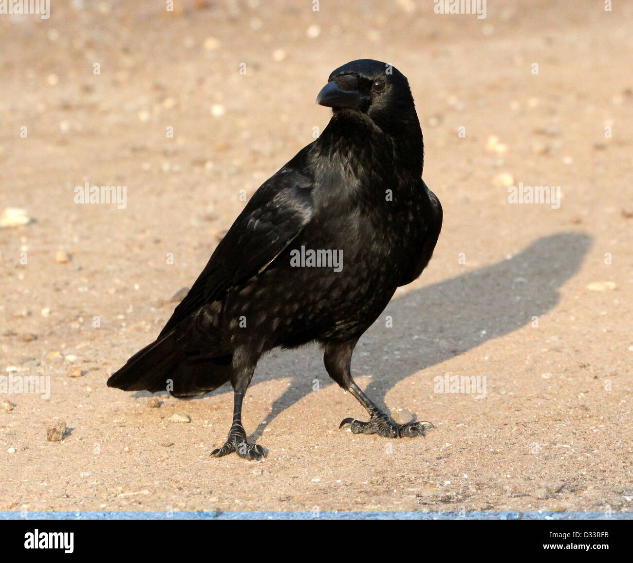 Dettagliate fino in prossimità di un nero carrion crow (Corvus Corone) Foto Stock