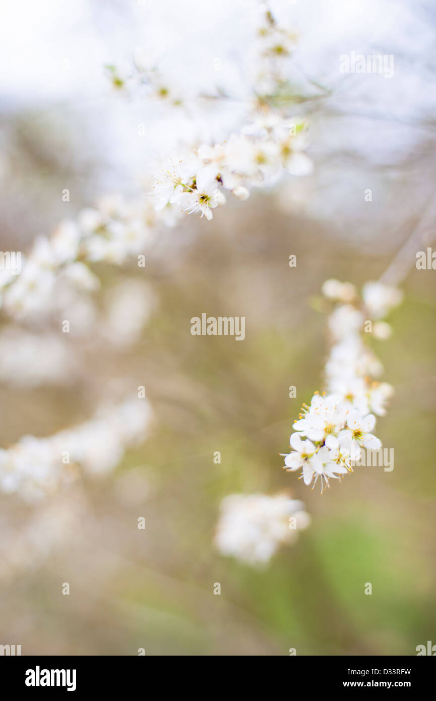 Fiore di primavera sui rami di alberi Foto Stock