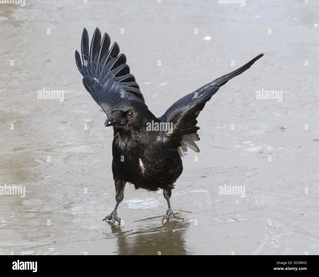 Dettagliate fino in prossimità di un nero carrion crow (Corvus Corone) toccando Foto Stock