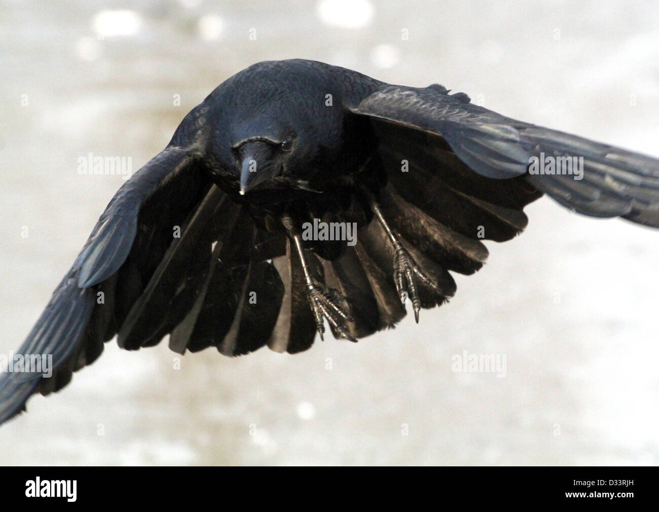 Dettagliate fino in prossimità di un nero carrion crow (Corvus Corone) in volo Foto Stock