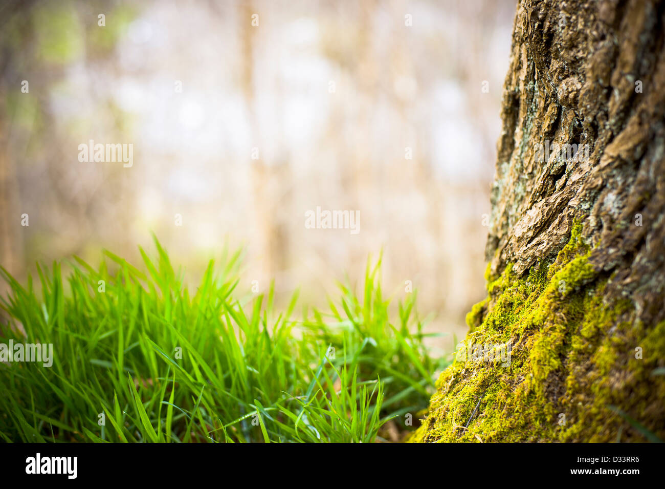Tronco di albero corteccia con MOSS e lame di erba verde Foto Stock