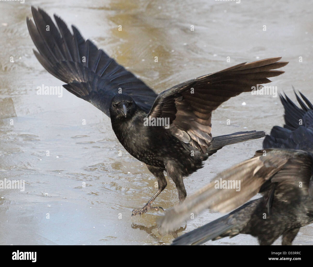 Dettagliate fino in prossimità di un nero carrion crow (Corvus Corone) con alette estese Foto Stock