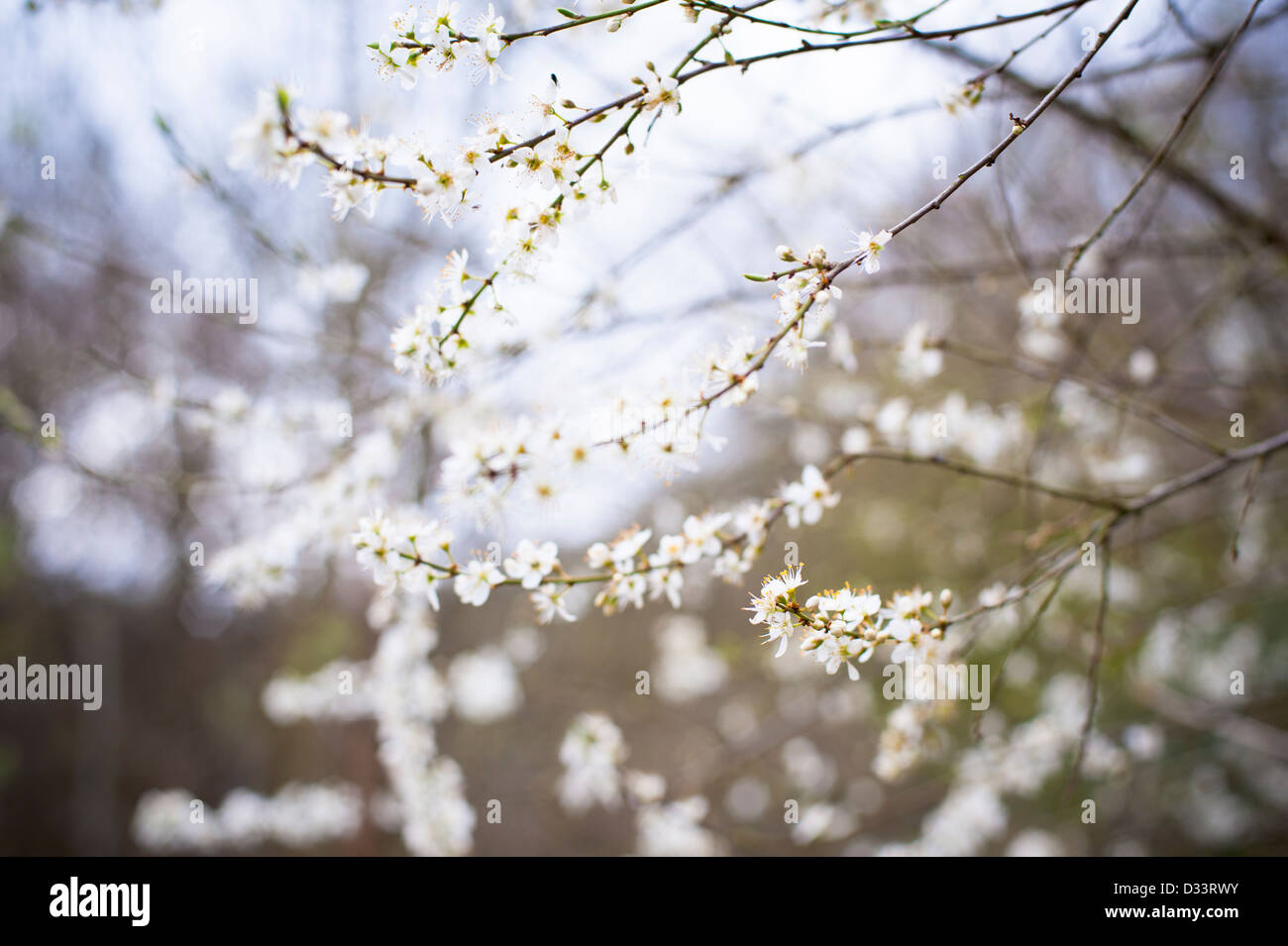 Fiore di primavera sui rami di alberi Foto Stock