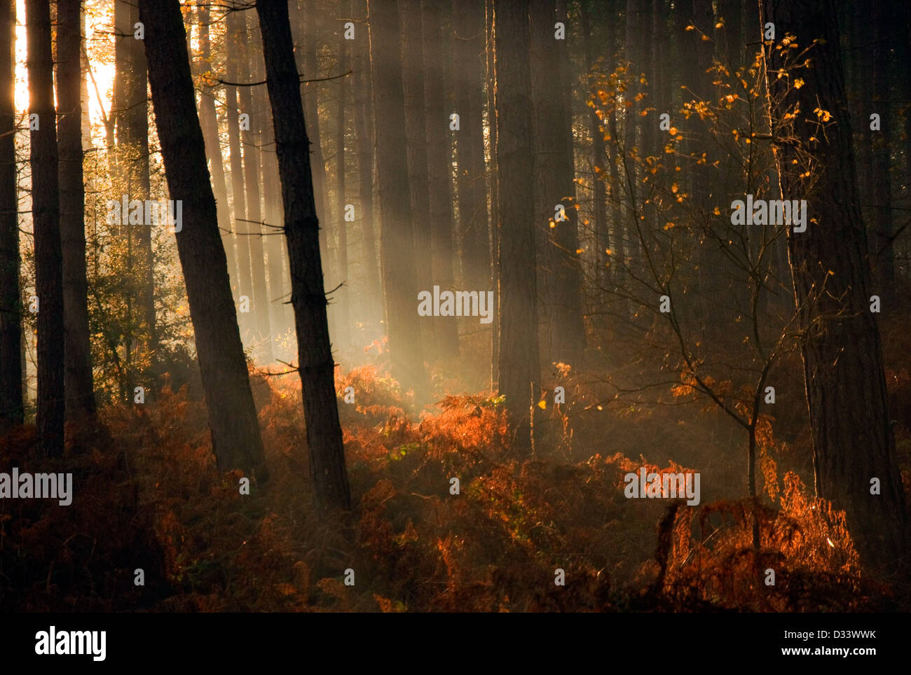Raggi di luce di autunno nella Foresta di Sherwood, NOTTINGHAMSHIRE REGNO UNITO Foto Stock