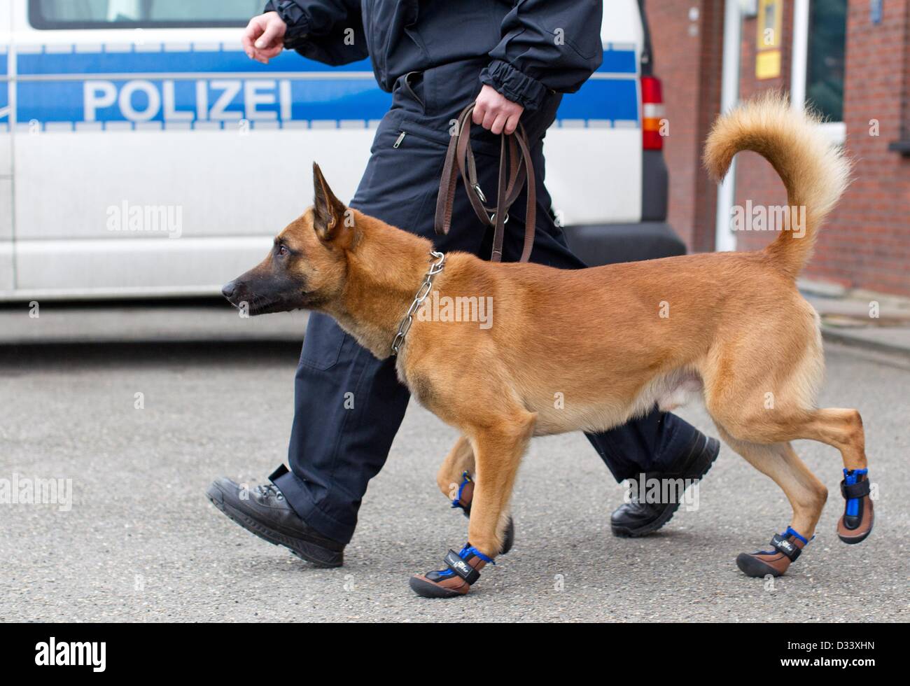 Cane di polizia Rooney indossa protezioni della zampa presso la polizia federale a Osnabrück, Germania, 08 febbraio 2013. Tutti i cani della polizia unità cane indossare le protezioni della zampa durante le operazioni di polizia. Foto: FRISO GENTSCH Foto Stock