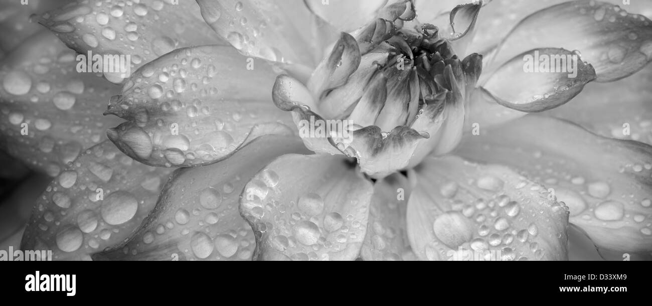 Dahlia (Mikayla Miranda) close up. Oregon Foto Stock