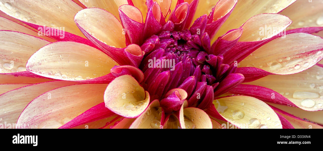 Dahlia (Gitts Crazy) close up. Oregon Foto Stock