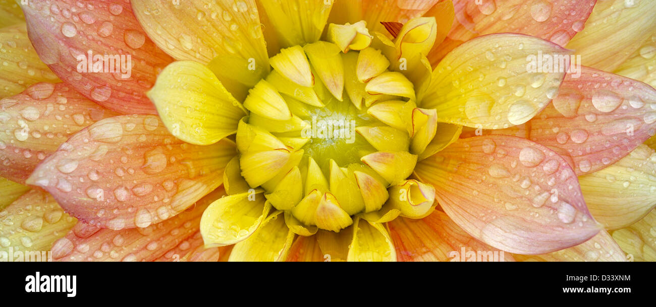 Dahlia (pesche e sogni). Oregon Foto Stock