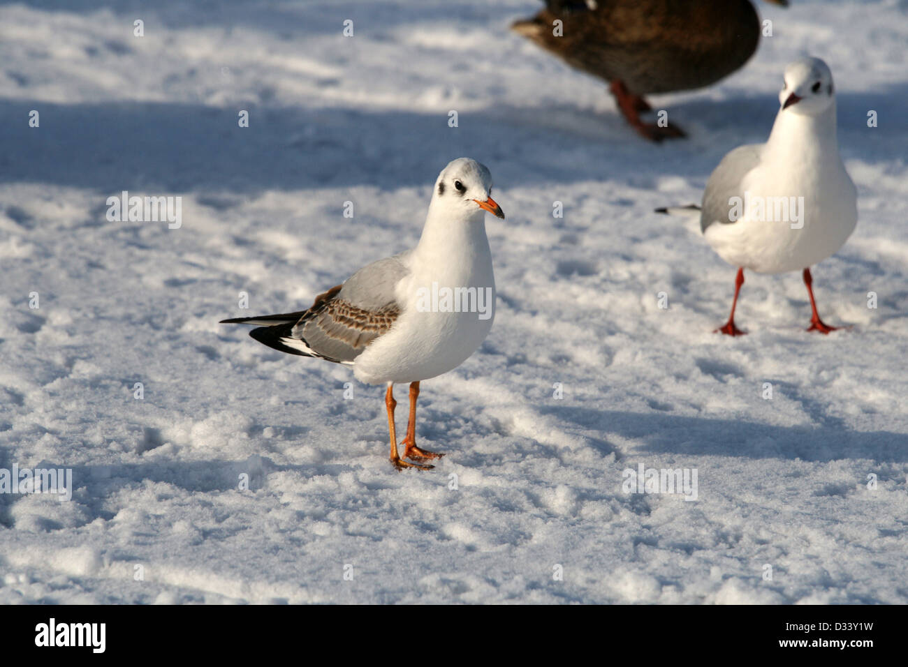 Gabbiani su uno sfondo di neve Foto Stock